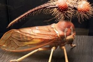 Brazylijski bękart Brazylijski bękart